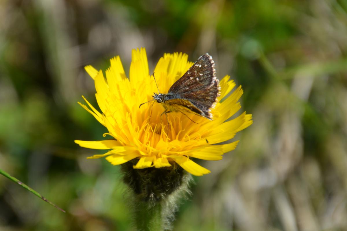 Platzer Alm 27.06.2022